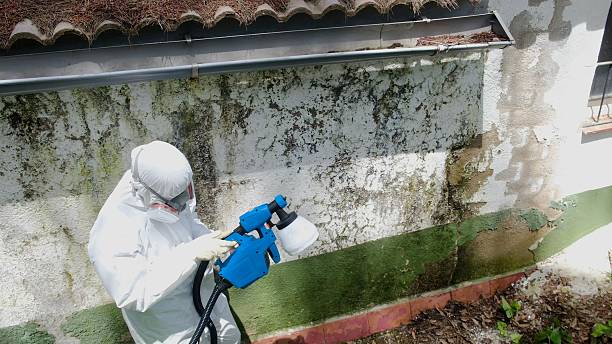 Top rated local Commercial Mold Remediation specialists in Reedville, VA